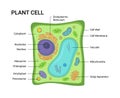 Illustration of the Plant cell anatomy structure. Vector infographic Royalty Free Stock Photo